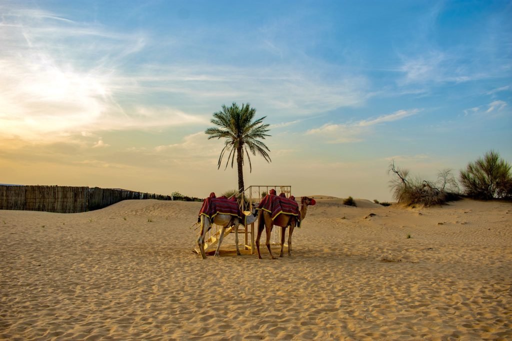 camel desert wallpaper dubai 4959997 scaled camel desert wallpaper dubai 4959997 scaled